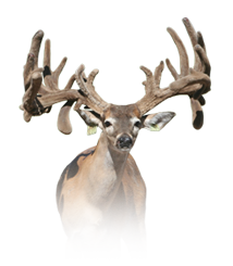 Four Canyons Ranch Texas Whitetails - Hollywood Breeder Buck
